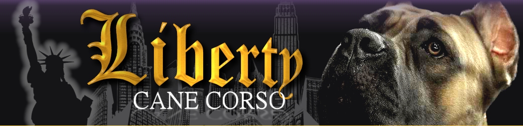 Liberty Cane Corso - Cane Corso Breeder New York